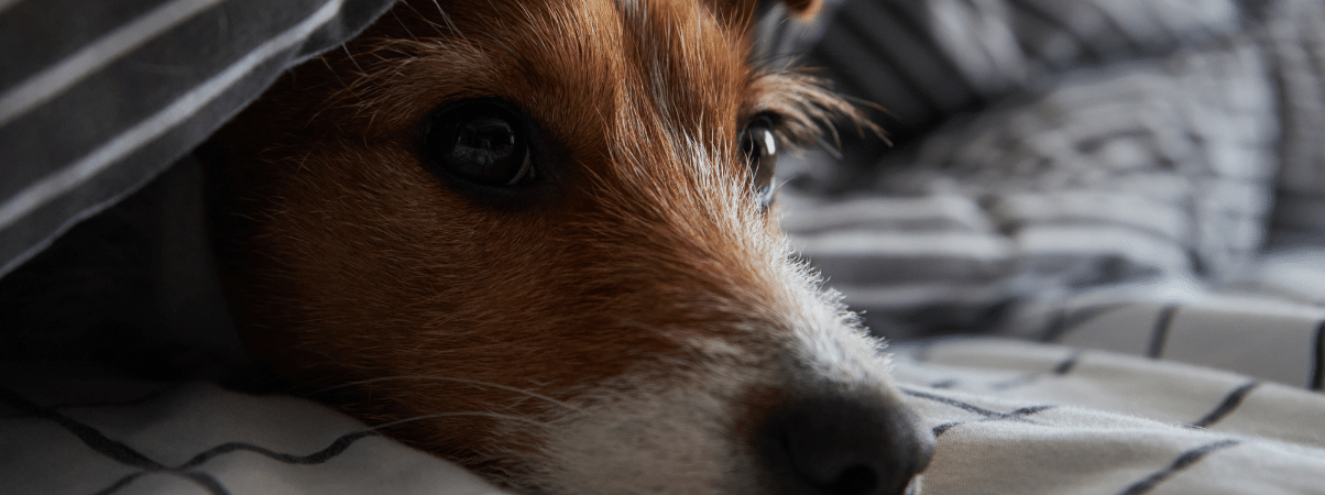 Dickes Hundebett: Bequem oder ungesund?