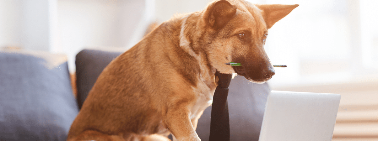 Anti-Stress für Hunde: Wie funktioniert es und welche Möglichkeiten gibt es?