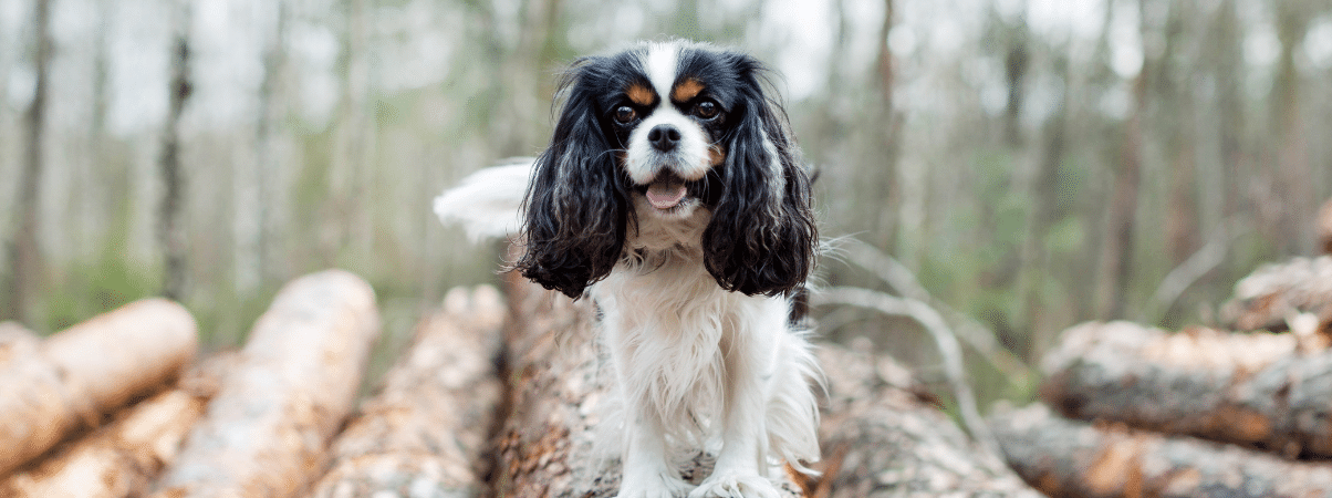 Gesunder Snack-Hund - Verantwortungsvolles Naschen für einen glücklichen Hund