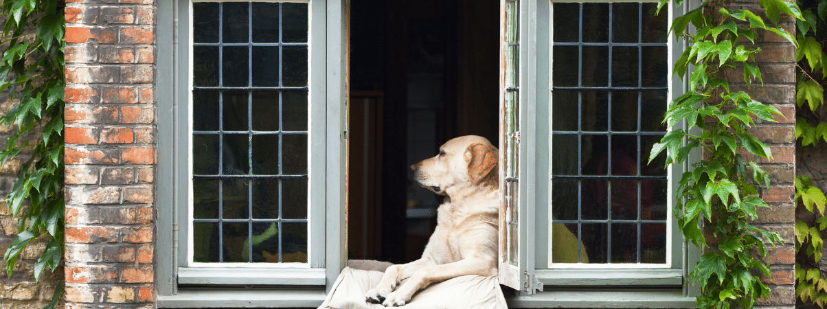 Gesunde Snacks Hund - Nahrungsergänzungsmittel für einen gesünderen Hund