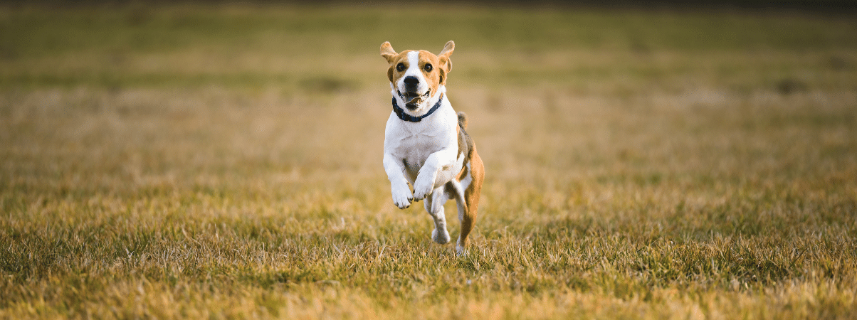 Erbrechen von Hundeschaum: Tipps zur Vorbeugung und Behandlung