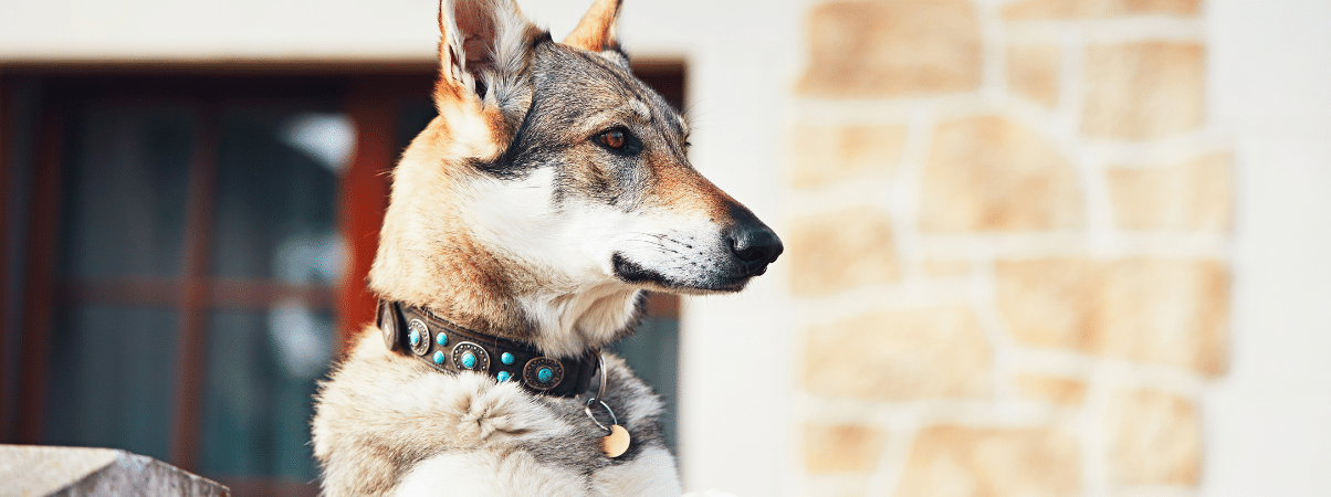 Erbrechen von Schaum beim Hund: Mögliche Ursachen und Behandlungen