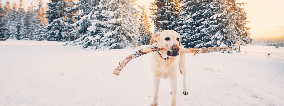 Blut beim Erbrechen Ihres Hundes: Was sollten Sie tun?