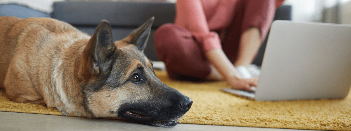 Nahrungsergänzungsmittel für Hunde mit Durchfall: Wie man es anders macht