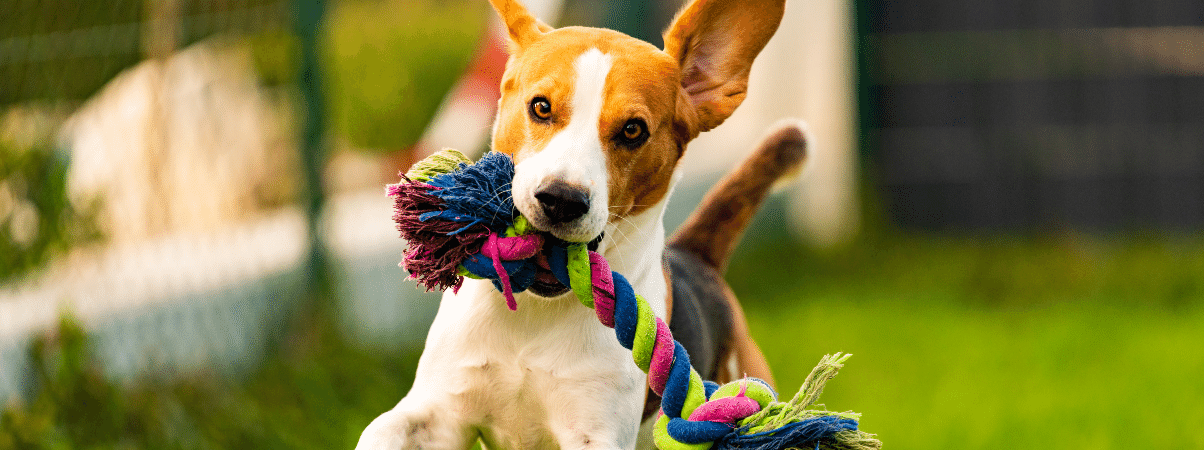 Übergewicht bei Hunden: Wie verhindern Sie es und was sind die Risiken?